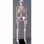 Human Skeleton Model 33" High