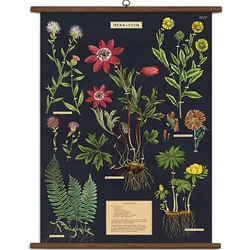 Cavallini Vintage School Chart- Herbarium