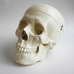 Masters Large Life Size Human Skull Replica