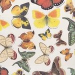 Tassotti Paper- Butterfly Collection 19.5x27.5 Inch Sheet