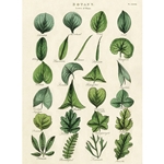 Cavallini Decorative Paper - Botany Leaves 20"x28" Sheet
