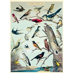 Cavallini Decorative Paper - Audubon Birds 20"x28" Sheet