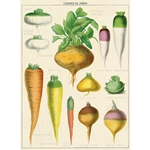 Cavallini Decorative Paper - Legumes du Jardin 20"x28" Sheet