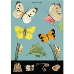 Cavallini Decorative Paper - Butterfly Chart 2 20"x28" Sheet