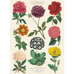 Cavallini Decorative Paper - Botanica 2 Wrap 20"x28" Sheet