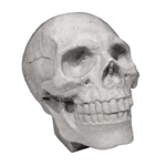 Plaster Cast Miniature Human Skull