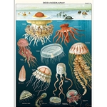 Cavallini Decorative Paper - Jellyfish 20"x28" Sheet