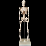 18" Plastic Skeleton Replica with Stand