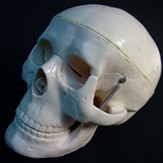 Economy Small Scale Human Skull Model