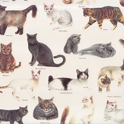 Tassotti Paper- Cats 19.5x27.5 Inch Sheet