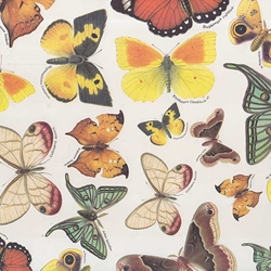 Tassotti Paper- Butterfly Collection 19.5x27.5 Inch Sheet