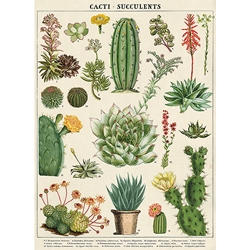 Cavallini Decorative Paper - Cacti & Succulents 20"x28" Sheet