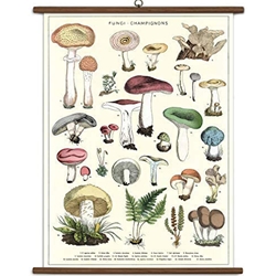 Cavallini Vintage School Chart- Mushrooms