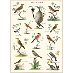 Cavallini Decorative Paper Sheets - Ornithology