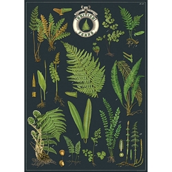 Cavallini Decorative Paper - British Ferns 20"x28" Sheet