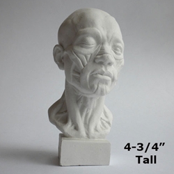 Plaster Casting - Miniature Anatomical Head