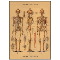 Cavallini Decorative Paper - Skeleton Chart 20"x28" Sheet