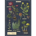 Cavallini Decorative Paper - Herbarium 20"x28" Sheet