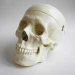 Masters Large Life Size Human Skull Replica