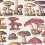 Tassotti Paper- Mushrooms 19.5x27.5 Inch Sheet