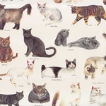 Tassotti Paper- Cats 19.5x27.5 Inch Sheet