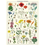 Cavallini Decorative Paper - Wildflowers 20"x28" Sheet