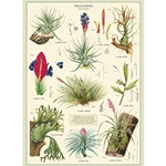 Cavallini Decorative Paper - Air Plants 20"x28" Sheet