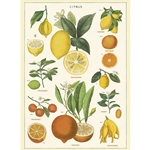 Cavallini Decorative Paper - Citrus 20"x28" Sheet