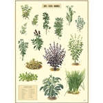 Cavallini Decorative Paper - Kitchen Herbs 20"x28" Sheet