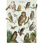 Cavallini Decorative Paper - Owl Chart 20"x28" Sheet