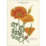 Cavallini Decorative Paper - California Poppy 20"x28" Sheet
