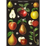 Cavallini Decorative Paper - Apples & Pears 20"x28" Sheet