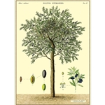 Cavallini Decorative Paper - Olive Tree 20"x28" Sheet