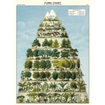 Cavallini Decorative Paper - Flora Chart 20"x28" Sheet