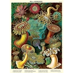 Cavallini Decorative Paper - Sea Anemones 20"x28" Sheet