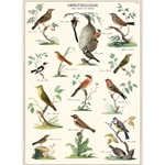 Cavallini Decorative Paper Sheets - Ornithology