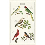 Cavallini Tea Towel - Birds