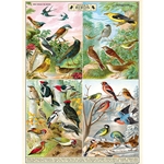**NEW!** Cavallini Decorative Paper - Field Guide to Birds 20"x28" Sheet