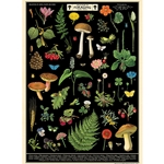 **NEW!** Cavallini Decorative Paper - Field Guide to Foraging 20"x28" Sheet