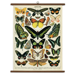 Cavallini Vintage School Chart - Papillons/Butterflies