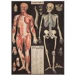 Cavallini Decorative Paper - L'Anatomie 20"x28" Sheet
