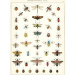 Cavallini Decorative Paper - Natural History Insects 20"x28" Sheet