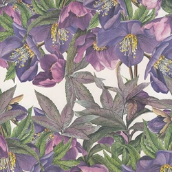 Tassotti Paper- Blue Helleboro 19.5x27.5 Inch Sheet