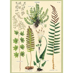 Cavallini Decorative Paper - Ferns 20"x28" Sheet