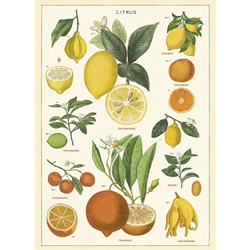 Cavallini Decorative Paper - Citrus 20"x28" Sheet