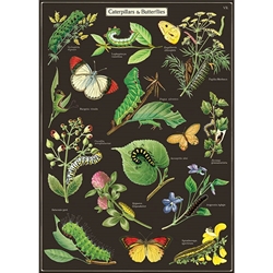 Cavallini Decorative Paper - Caterpillars & Butterflies 20"x28" Sheet