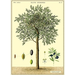 Cavallini Decorative Paper - Olive Tree 20"x28" Sheet