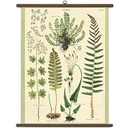 Cavallini Vintage School Chart- Ferns