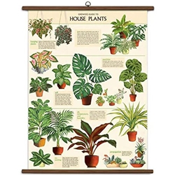 Cavallini Vintage School Chart- House Plants