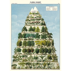 Cavallini Decorative Paper - Flora Chart 20"x28" Sheet